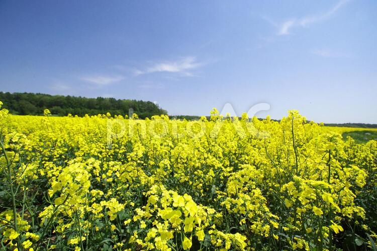 黄色く染まった北国の絶景 菜の花畑,旅行,夏の写真素材
