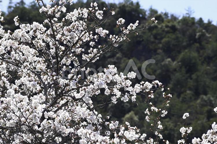 青空と満開の桜 桜,花,春の写真素材