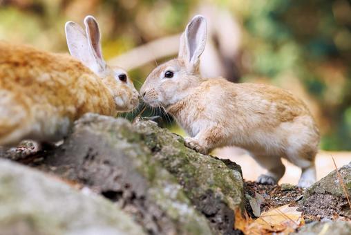大久野島の兎 大久野島の兎 うさぎ,大久野島,野生動物の写真素材