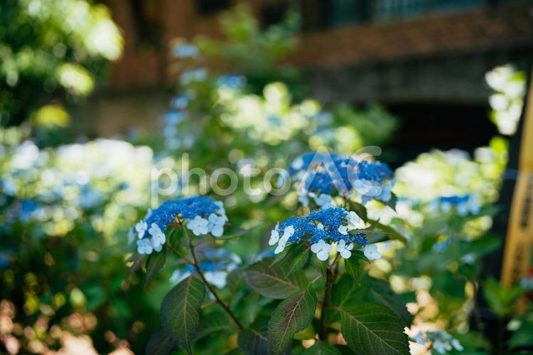 小平あじさい公園の青の紫陽花 日本,あじさい,東京の写真素材