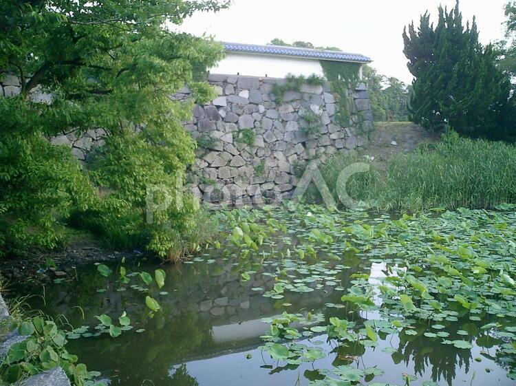 福岡城のお堀と蓮 福岡城,福岡,福岡県の写真素材
