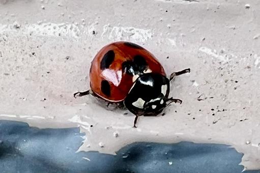 てんとうむし　 てんとう虫,虫,テントウムシの写真素材