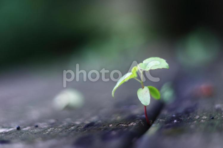 すきまから延びる緑の葉っぱの生命力 葉,芽,新芽の写真素材