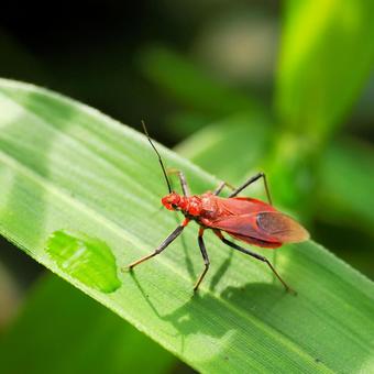アカサシガメ アカサシガメ アカサシガメ,カメムシ,甲虫の写真素材