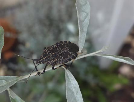 カメムシ カメムシ,庭,自然の写真素材