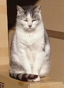 淡路Nyanko, JPG 淡路Nyanko, बिल्ली, पशु, घरेलू बिल्ली, JPG