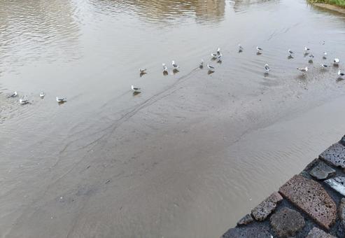 川に集まるカモメたち 川に集まるカモメたち 函館市,川,かもめの写真素材