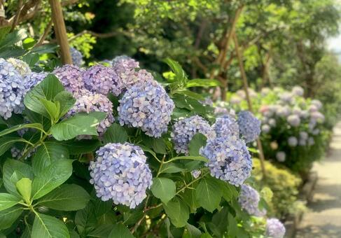 歩道に咲く紫陽花 歩道に咲く紫陽花の写真