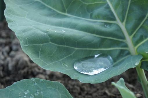 葉に溜まった水滴の写真