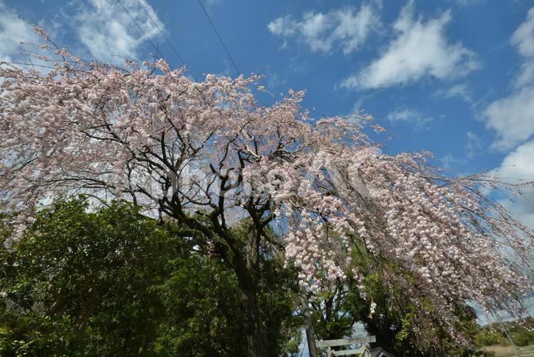 青空の下の満開の枝垂桜２ 木,春,背景の写真素材