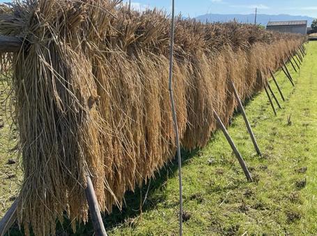 はさかけ　稲　刈り取り　乾燥　天日干し はさかけ,稲,刈り取りの写真素材