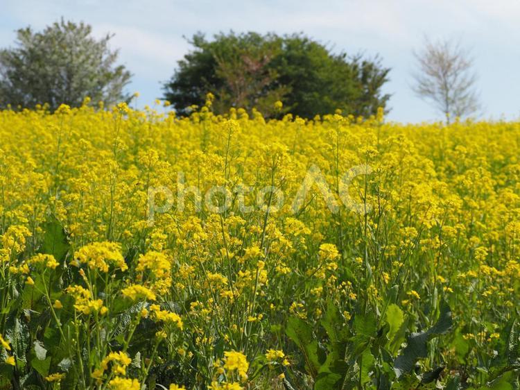 一面の菜の花畑 菜の花,菜の花畑,一面の菜の花畑の写真素材