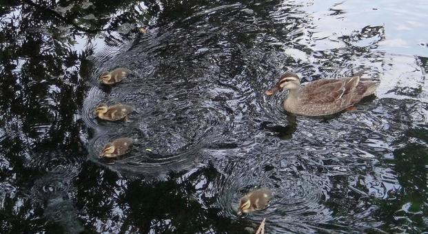 カルガモ親子 木陰 カルガモ親子 木陰の写真