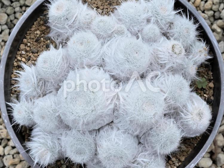 サボテン　白竜丸　真上から サボテン,白竜丸,マクリュウマルの写真素材