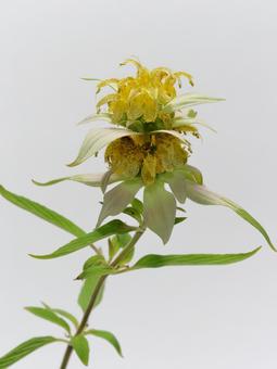 黄色のモナルダの花 黄色のモナルダの花の写真