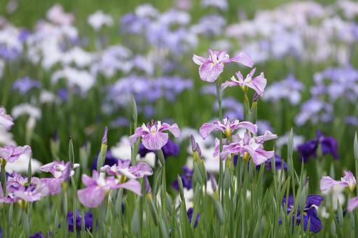 Iris flower, JPG