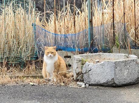 お猫様 猫,ねこ,キャットの写真素材