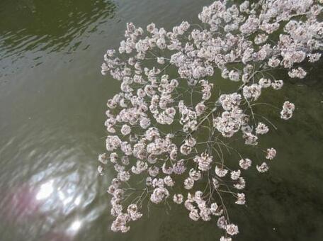 桜と水面 桜と水面の写真