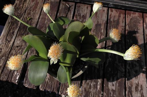 マユハケオモト マユハケオモト,ガーデニング,庭の写真素材