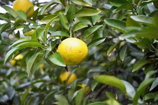 たわわに実った黄色い柚子 柚子,ユズ,柑橘類の写真素材