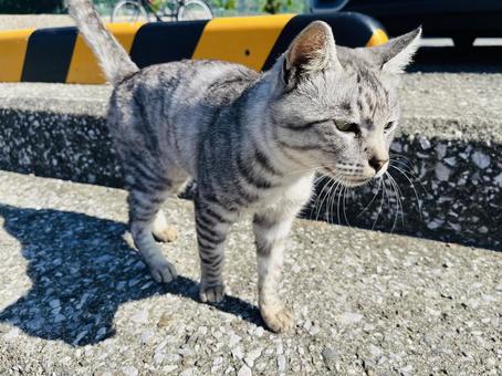 猫ちゃん 野良猫,ノラネコ,ねこの写真素材