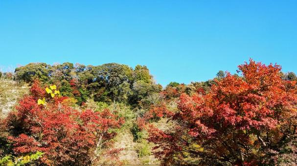 秋の亀山湖・崖の上の紅葉（千葉県君津市） 秋,亀山湖,紅葉の写真素材
