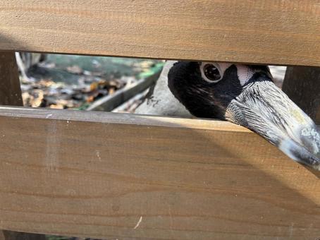 Photo, a pet, tiny, laid back, 