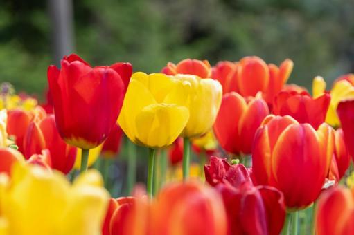 A bunch of colorful tulips, JPG