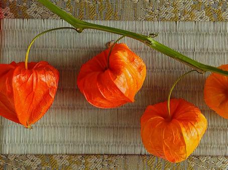 Physalis fruit, JPG Physalis fruit, JPG
