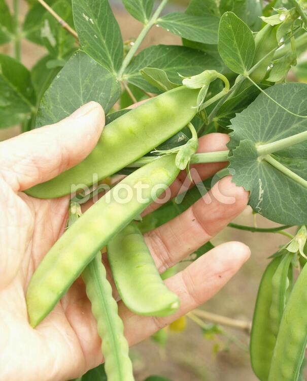 えんどう豆の収穫、サヤエンドウ 野菜,収穫,豆の写真素材