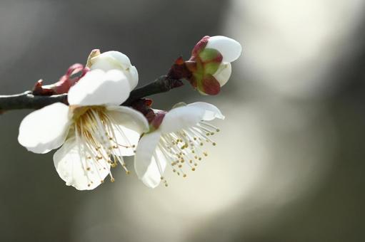 寒空の下気品良く 植物,花,梅の写真素材