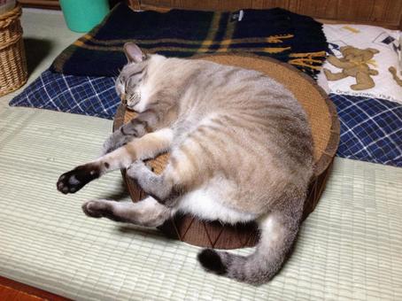 Nap (Summer version), JPG Nap (Summer version), JPG