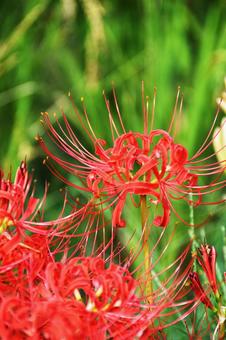 Red spider lily, JPG Red spider lily, JPG