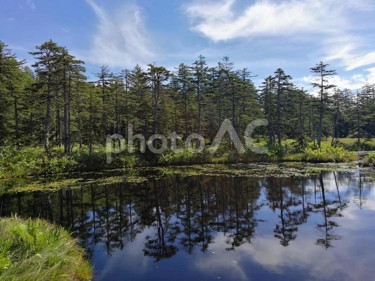 北海道浮島湿原(3) 北海道,湿原,水の写真素材