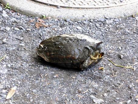 砂利道の真ん中に陣取るミドリガメ ミドリガメ,亀,爬虫類の写真素材