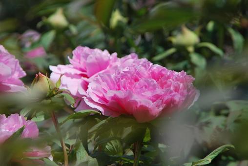 ボタンの花 ボタンの花の写真