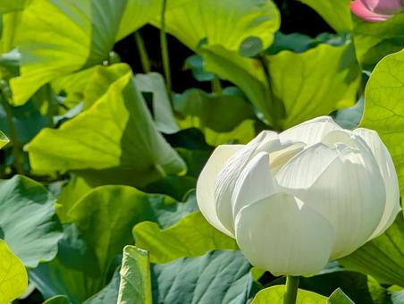 Photo, lotus flower, lotus, flower, 