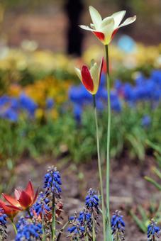 アメリカの庭に咲く可憐な花 アメリカの庭に咲く可憐な花の写真