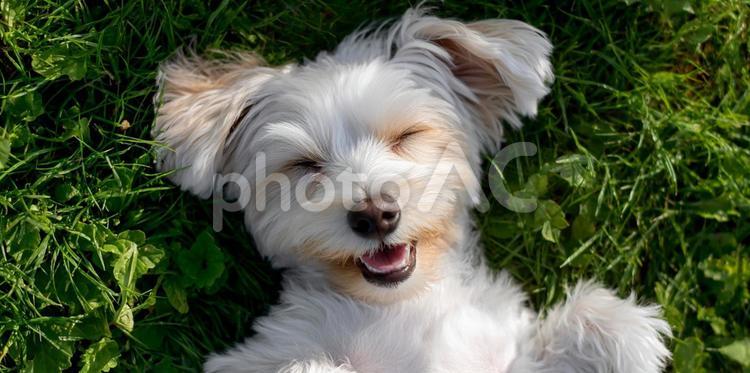幸せそうに眠るふわふわのマルチーズ 犬,小型犬,マルチーズの写真素材