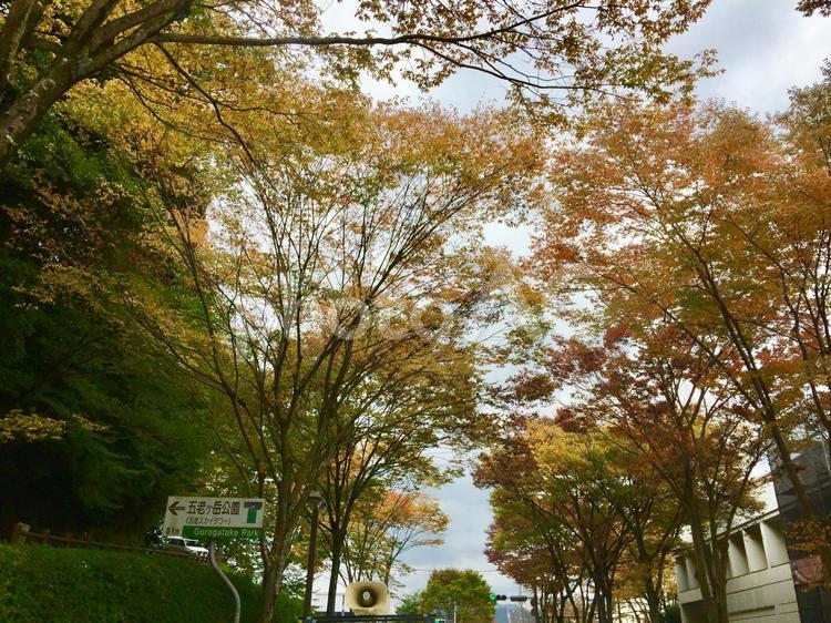 秋のトンネル。道路の上にも秋。 ドライブ,フロントガラス,ブランチの写真素材