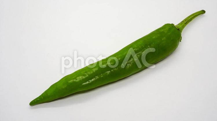 一本の新鮮な青唐辛子（ししとう） 青唐辛子,ししとう,野菜の写真素材