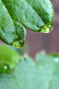 苺苗の葉水（マクロ撮影）06 苺,イチゴ,苺苗の写真素材