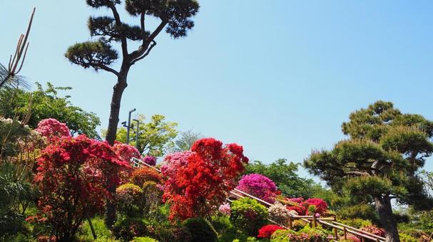 Nagisa Park in Spring: Azaleas and Fresh Greenery (Edogawa Ward), JPG