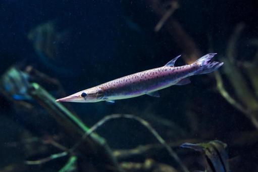 マーブルハイドロシナスガー マーブルハイドロシナスガー マーブルハイドロシナスガー,水族館,アクアリウムの写真素材