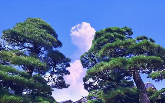 庭園の黒松と空雲/由志園 庭園の黒松と空雲/由志園 松,黒松,庭園の写真素材