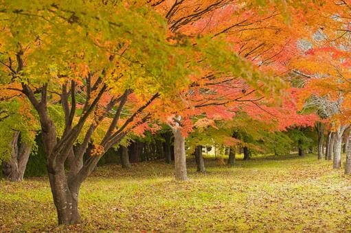 紅葉がきれいな広場 秋,もみじ,モミジの写真素材