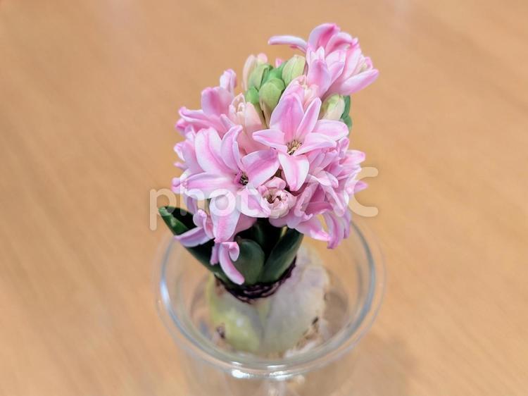ピンクの花のヒヤシンス ヒヤシンス,水耕栽培,観葉植物の写真素材