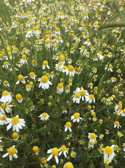 カモミールの花 カモミールの花の写真