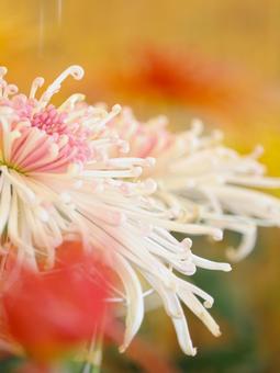 Photo, chrysanthemum, chrysanthemum exhibition, chrysanthemum festival, 
