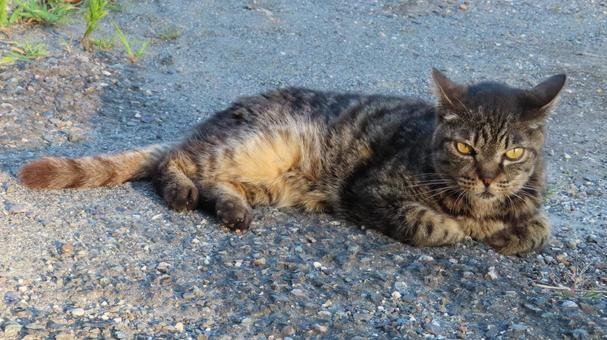 あざといポーズを決めるもふもふで可愛い猫 あざといポーズを決めるもふもふで可愛い猫 猫,キジトラ,寝転ぶの写真素材